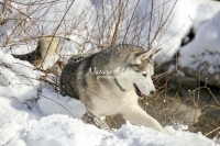 Siberian Huskies, Husky, Dogs, Snow dogs,playing, running
