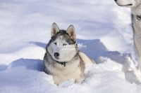 Siberian Huskies, Husky, Dogs, Snow dogs,playing, running