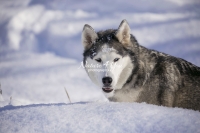Siberian Huskies, Husky, Dogs, Snow dogs,playing, running