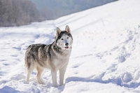Siberian Huskies, Husky, Dogs, Snow dogs,playing, running