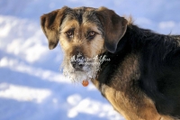 Magnificant Dogs,dogs,playing,running