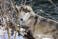 Siberian Huskies, Husky, Dogs, Snow dogs,playing, running