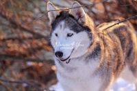 Siberian Huskies, Husky, Dogs, Snow dogs,playing, running