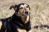 Magnificent Dogs,dogs,playing,running