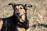 Magnificent Dogs,dogs,playing,running