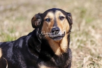 Magnificent Dogs,dogs,playing,running