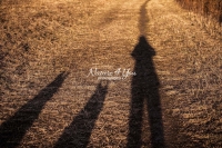 Magnificent Dogs,dogs,playing,running