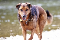 Magnificent Dogs,dogs,playing,running