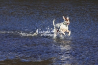 Podenco Mix, Magnificent Dogs,dogs,playing,running, water