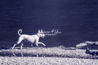 Podenco Mix, Magnificent Dogs,dogs,playing,running, water