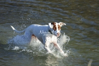 Podenco Mix, Magnificent Dogs,dogs,playing,running, water