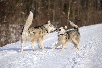 Siberian Huskies, Husky, Dogs, Snow dogs,playing, running