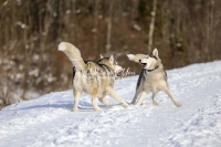 Siberian Huskies, Husky, Dogs, Snow dogs,playing, running