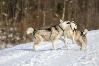 Siberian Huskies, Husky, Dogs, Snow dogs,playing, running