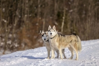 Siberian Huskies, Husky, Dogs, Snow dogs,playing, running