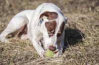 Podenco Mix, Magnificent Dogs,dogs,playing,running, ball
