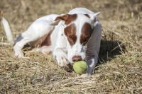 Podenco Mix, Magnificent Dogs,dogs,playing,running, ball