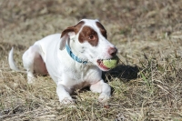 Podenco Mix, Magnificent Dogs,dogs,playing,running, ball