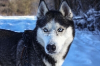 Siberian Husky, Huskies, Snow , dogs, playing, running