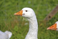 Nature Photography; Art; Urban Animal Life; Urban living; Goose; Germany; Bavaria