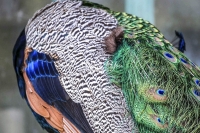 Nature Photography; Art; Urban Animal Life; Urban living; Bavaria; Germany; Peacock; Animal Farm Bavarian Style