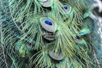 Nature Photography; Art; Urban Animal Life; Urban living; Bavaria; Germany; Peacock; Animal Farm Bavarian Style