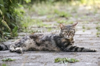 Nature Photography; Art; Urban Animal Life; Urban living; Bavaria; Germany; cat; Animal Farm Bavarian Style