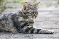 Nature Photography; Art; Urban Animal Life; Urban living; Bavaria; Germany; cat; Animal Farm Bavarian Style