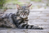 Nature Photography; Art; Urban Animal Life; Urban living; Bavaria; Germany; cat; Animal Farm Bavarian Style