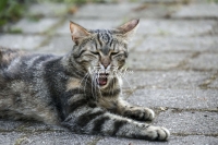 Nature Photography; Art; Urban Animal Life; Urban living; Bavaria; Germany; cat; Animal Farm Bavarian Style