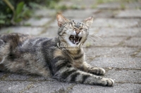 Nature Photography; Art; Urban Animal Life; Urban living; Bavaria; Germany; cat; Animal Farm Bavarian Style