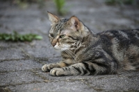 Nature Photography; Art; Urban Animal Life; Urban living; Bavaria; Germany; cat; Animal Farm Bavarian Style