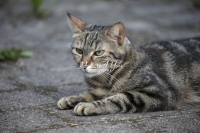 Nature Photography; Art; Urban Animal Life; Urban living; Bavaria; Germany; cat; Animal Farm Bavarian Style