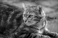 Nature Photography; Art; Urban Animal Life; Urban living; Bavaria; Germany; cat; Animal Farm Bavarian Style