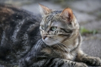 Nature Photography; Art; Urban Animal Life; Urban living; Bavaria; Germany; cat; Animal Farm Bavarian Style