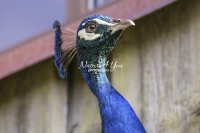 Nature Photography; Art; Urban Animal Life; Urban living; Bavaria; Germany; Peacock; Animal Farm Bavarian Style