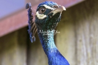 Nature Photography; Art; Urban Animal Life; Urban living; Bavaria; Germany; cat; Animal Farm Bavarian Style