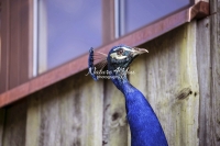 Nature Photography; Art; Urban Animal Life; Urban living; Bavaria; Germany; cat; Animal Farm Bavarian Style