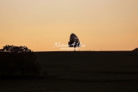 Nature Photography; Art; Landscape; Sunset; Tree; Switzerland