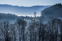 Nature Photography; Art; Landscape; Mountains; Rocks; Clouds; Fog, Switzerland; Zurich; Zurich sea; Forest, Trees, winter