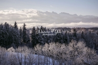 Nature Photography; Art; Landscape; Mountains; Rocks; Clouds; Fog, Switzerland; Zurich; Forest; trees coverd with snow; winter