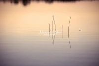 Nature Photography; Art; Landscape; Waterforms, Water; Sunset; Bavaria; Germany; Water Forms