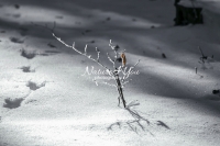 Nature Photography; Art;Landscape; Snow moods; Woods; branches; Snow; Switzerland; Zurich; Forest; Water Forms