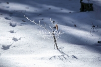 Nature Photography; Art;Landscape; Snow moods; Woods; branches; Snow; Switzerland; Zurich; Forest; Water Forms