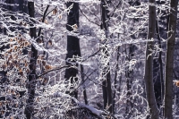 Nature Photography; Art;Landscape; Snow moods; Woods; branches; Snow; Switzerland; Zurich; Forest; Water Forms