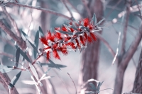 Red Bottlebrush - Everglades