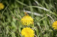 Honey Bee collecting pollen in Bavaria