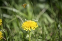 Honey Bee collecting pollen in a flowery area in Bavaria