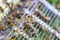Honey bees collecting pollen in Bavaria