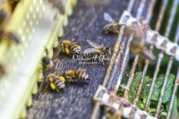 Honey Bees collecting pollen in Bavaria
